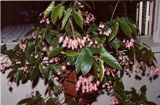 B. ‘Bleeding Heart’